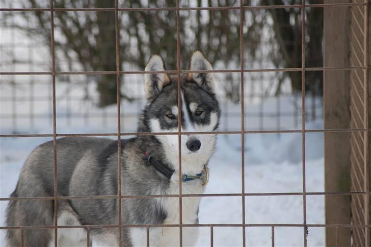 Siberian husky apissorq hansa of edwin - Amik 8 mdr billede 12