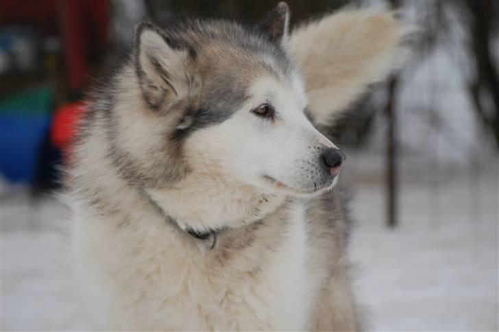 Alaskan malamute Milo R.I.P - Milo 10 år  billede 8