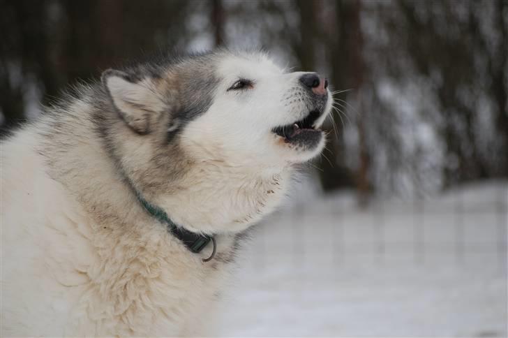 Alaskan malamute Milo R.I.P - Milo 10 år, men stadig frisk og legesyg billede 9