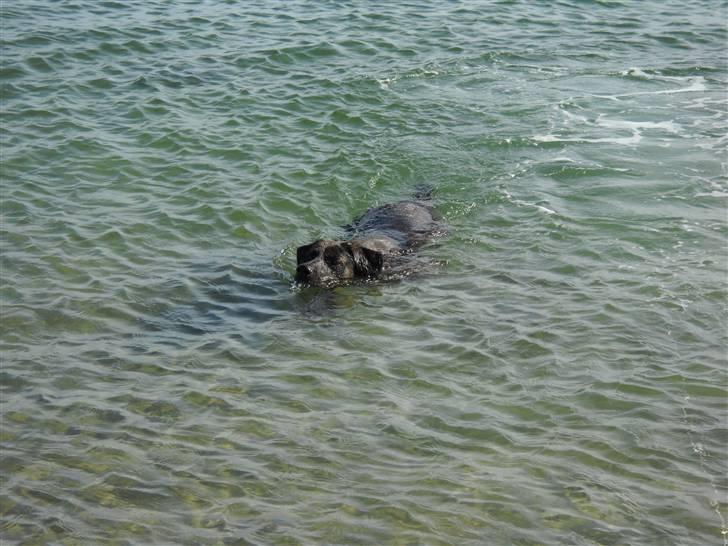 Blanding af racer Bruno billede 8