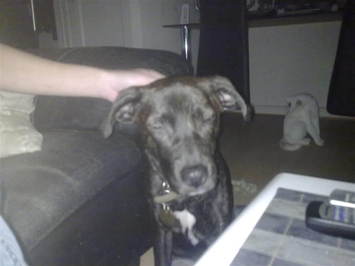 Blanding af racer sofi billede 2