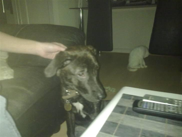 Blanding af racer sofi billede 3