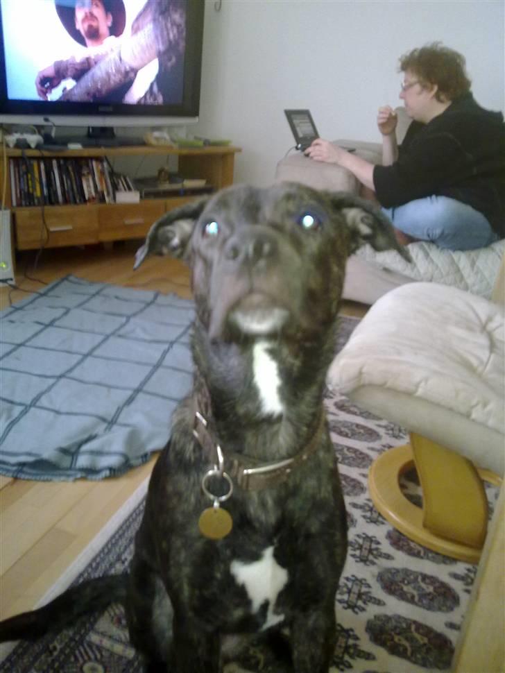 Blanding af racer sofi billede 4