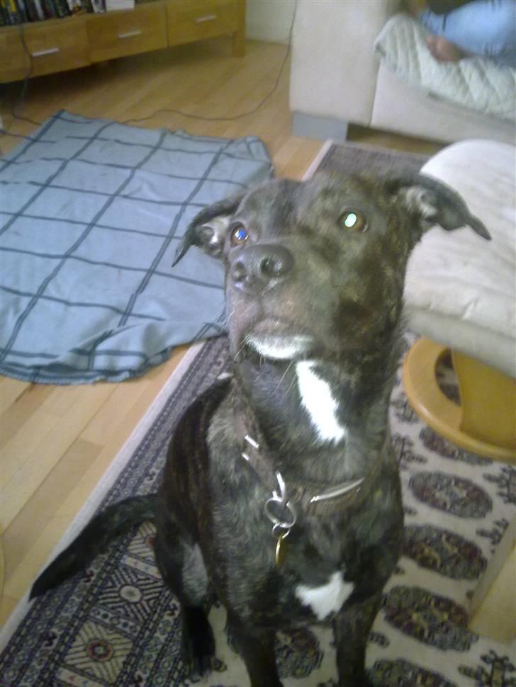 Blanding af racer sofi billede 5