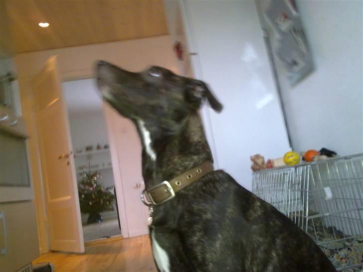 Blanding af racer sofi billede 6