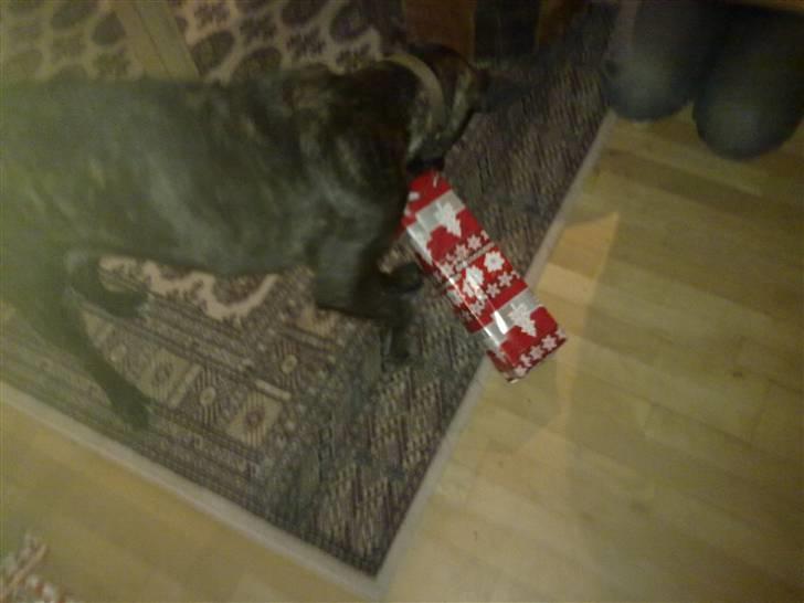 Blanding af racer sofi billede 7