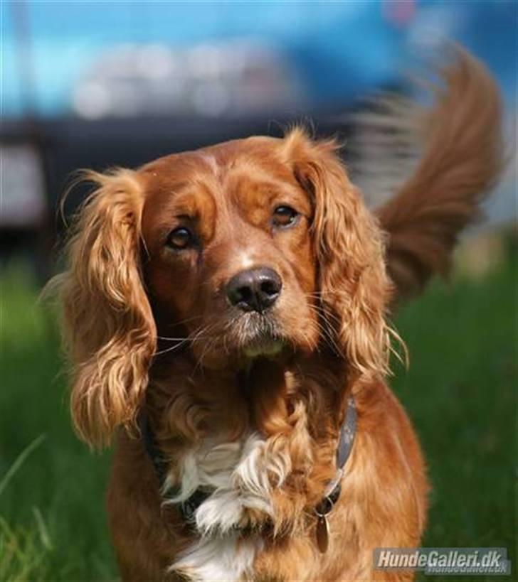 Blanding af racer Ciara - min flotte far: Cavalier King Charles/Skots Terrie Max billede 7