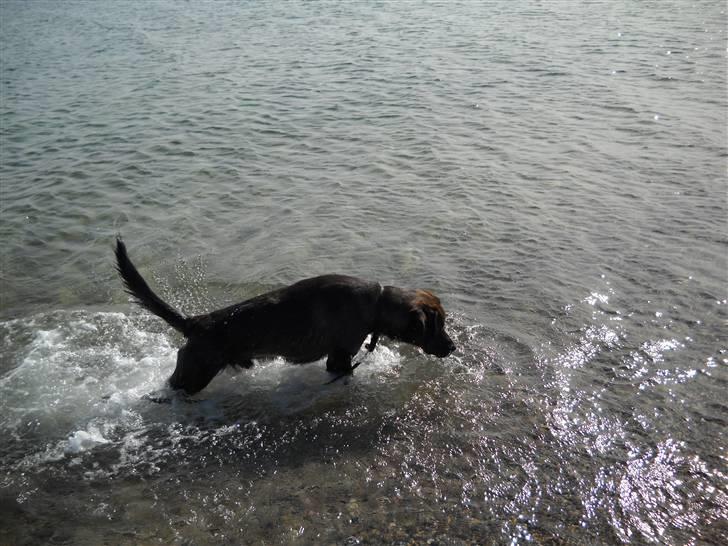 Blanding af racer Bruno billede 9