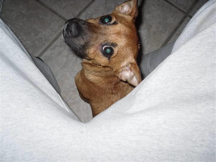 Blanding af racer King <3 billede 3