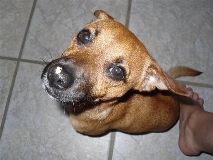 Blanding af racer King <3 billede 4