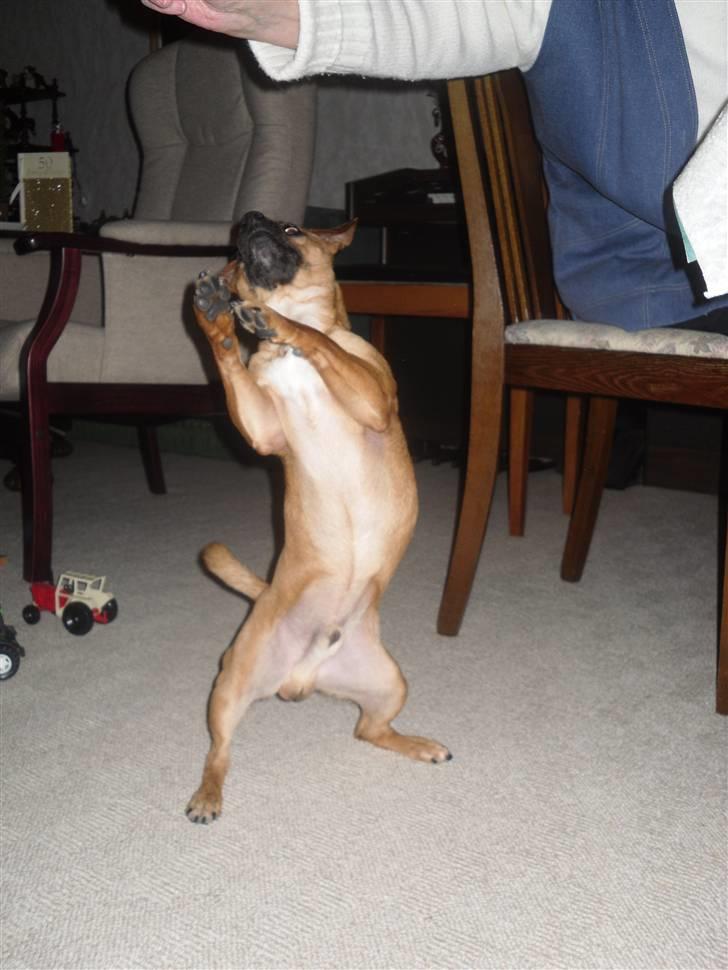 Blanding af racer King <3 billede 5