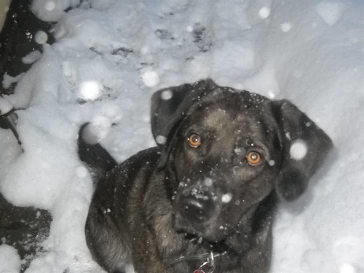 Blanding af racer Bruno billede 10