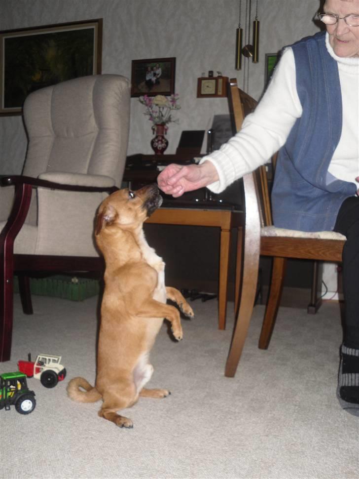 Blanding af racer King <3 billede 6