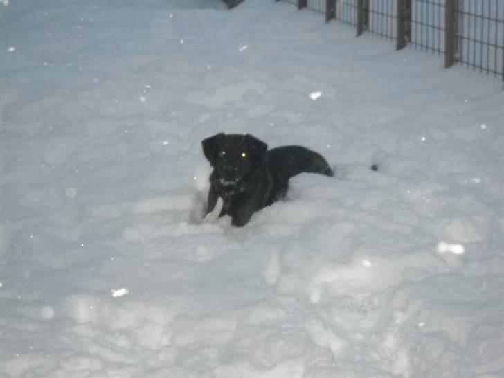 Blanding af racer Bruno billede 11