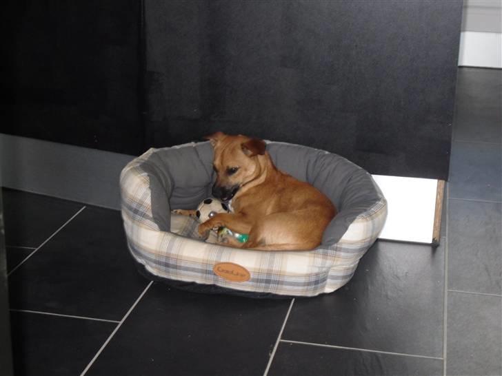 Blanding af racer King <3 billede 7