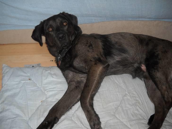 Blanding af racer Bruno billede 12