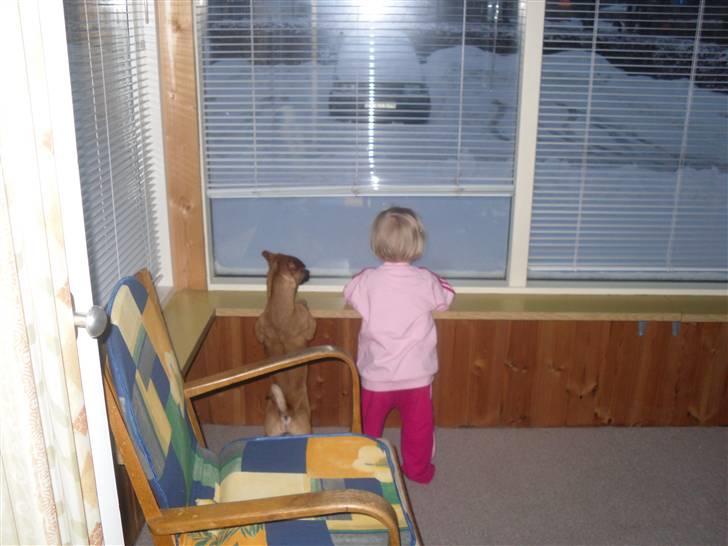 Blanding af racer King <3 billede 8