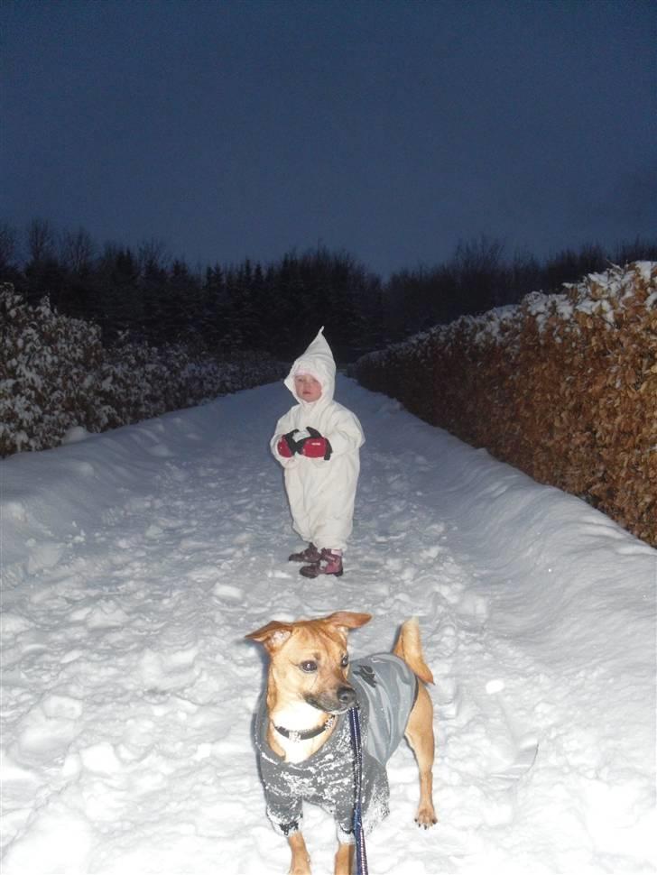 Blanding af racer King <3 billede 9