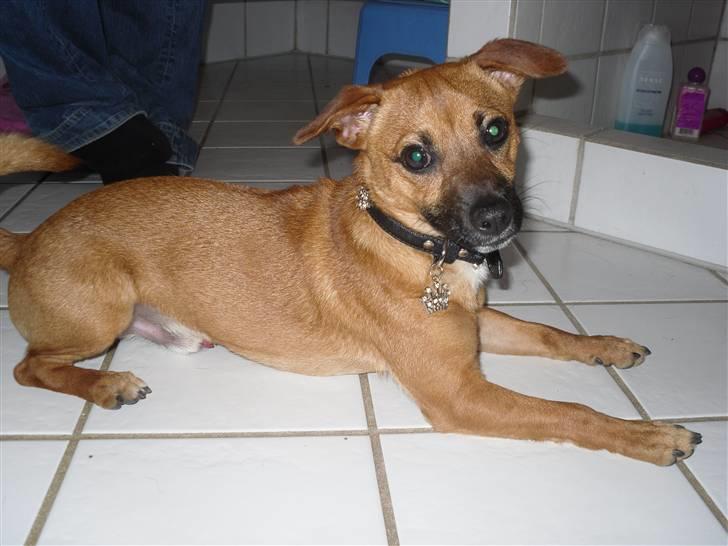 Blanding af racer King <3 billede 11