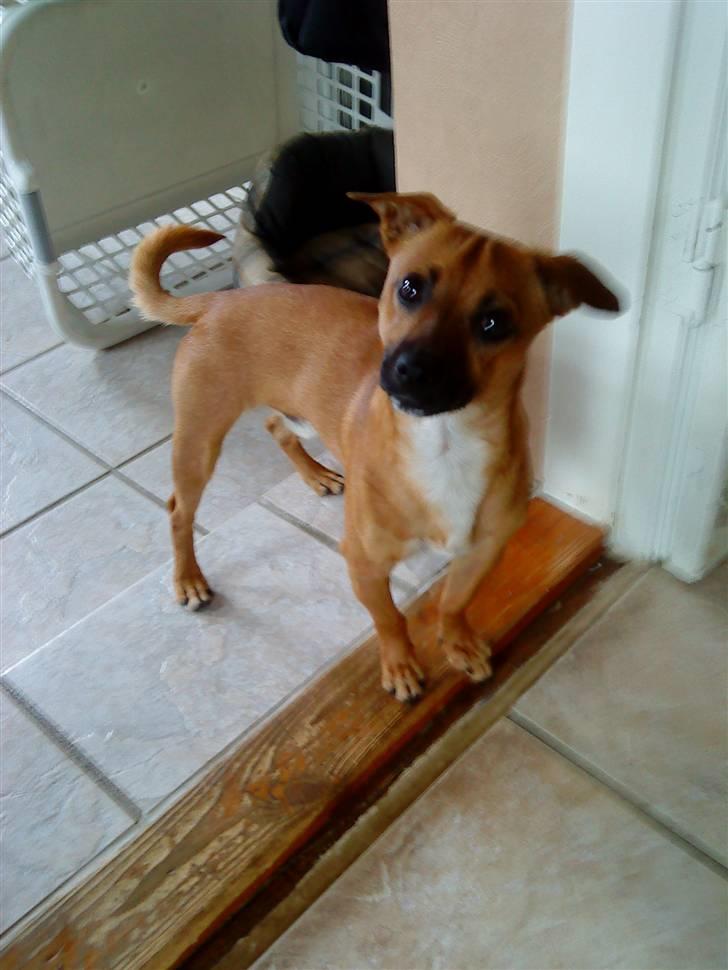 Blanding af racer King <3 billede 12