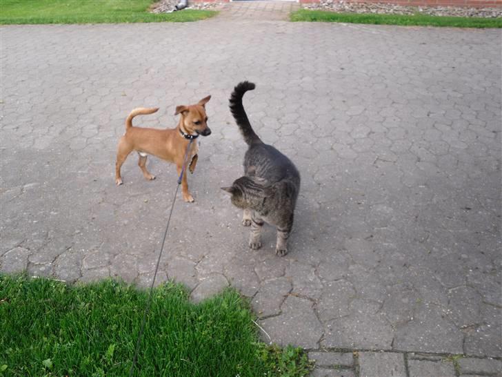 Blanding af racer King <3 billede 14