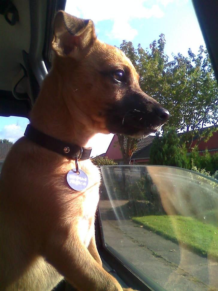 Blanding af racer King <3 billede 15