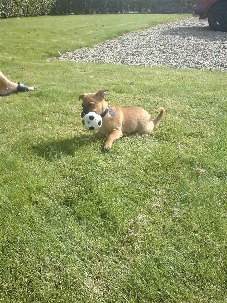 Blanding af racer King <3 billede 16