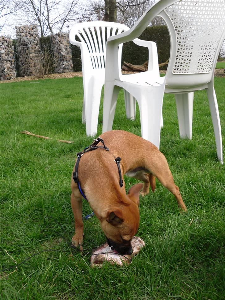 Blanding af racer King <3 billede 17