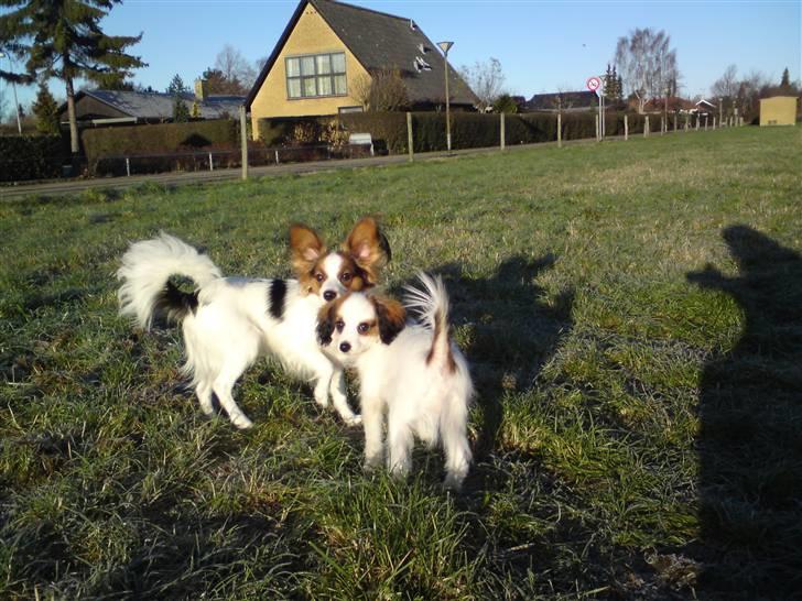 Phalene Canto billede 19