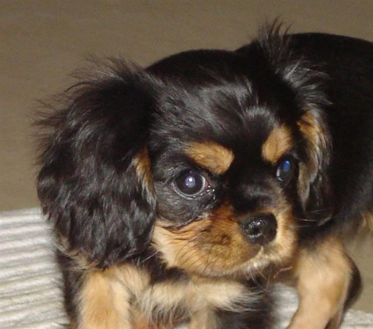 Cavalier king charles spaniel Lulu billede 1