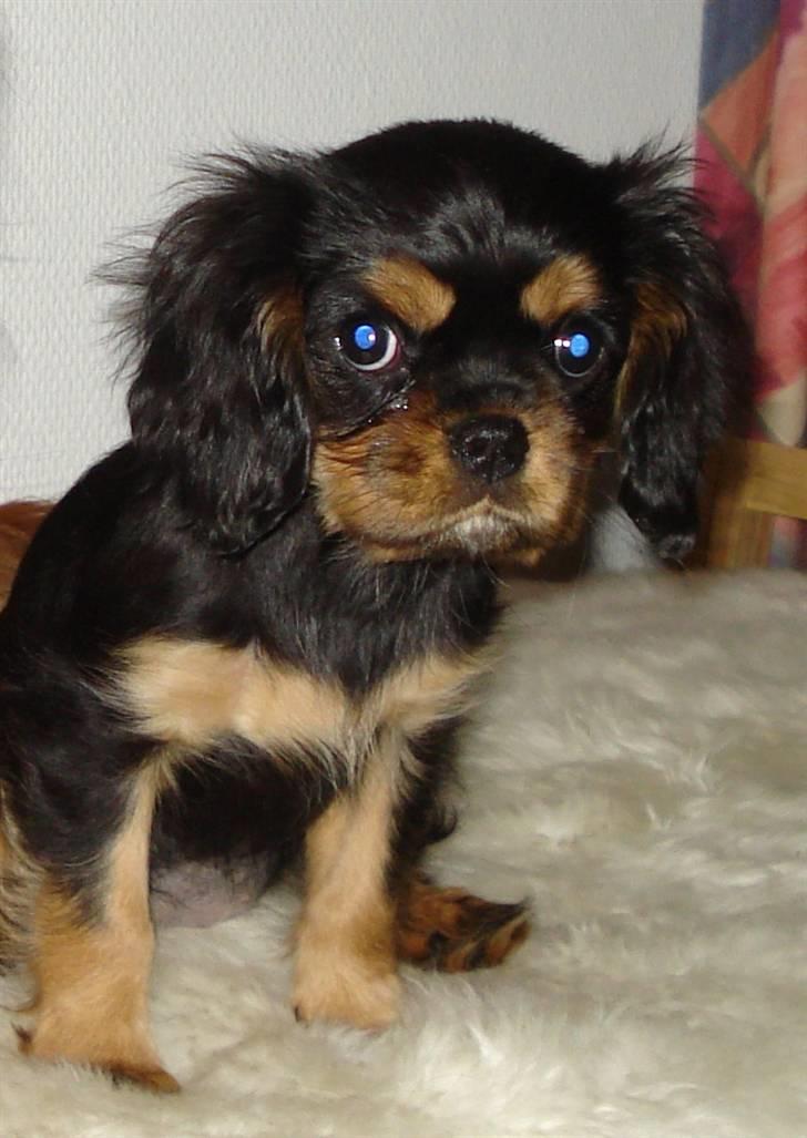 Cavalier king charles spaniel Lulu billede 2