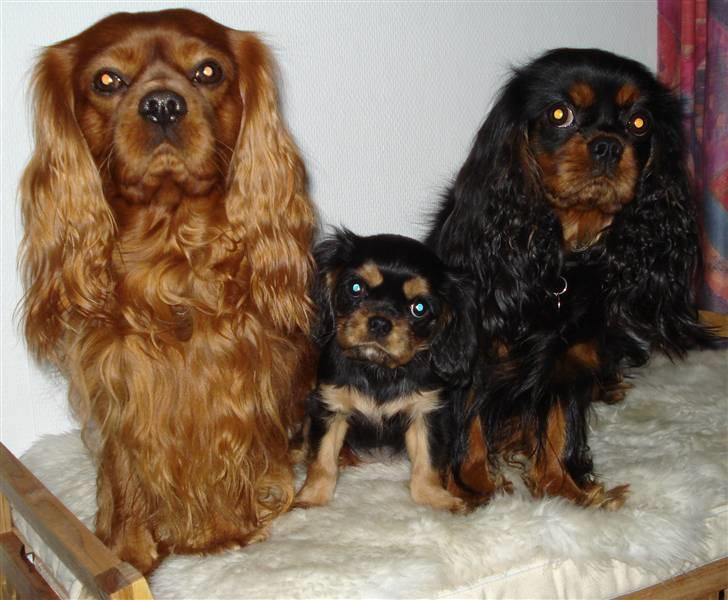 Cavalier king charles spaniel Lulu - Lulu sammen med Canis (tv) og Tria (th) billede 3