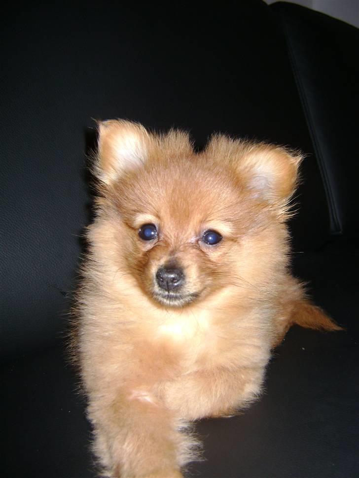 Pomeranian Ella  billede 14