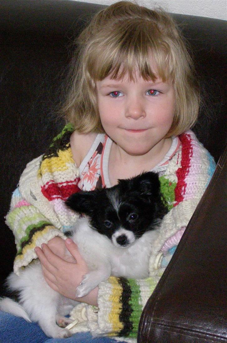 Papillon Silke billede 1