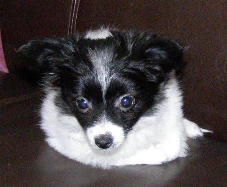 Papillon Silke billede 2