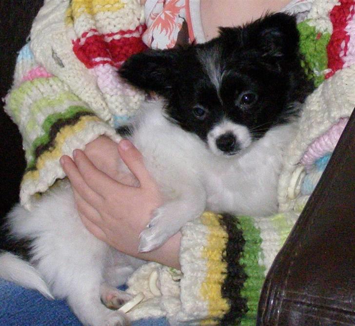 Papillon Silke billede 3