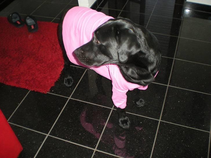 Labrador retriever Luka (ILOVEYOU)<3 - hihi bine´s trøje på billede 14