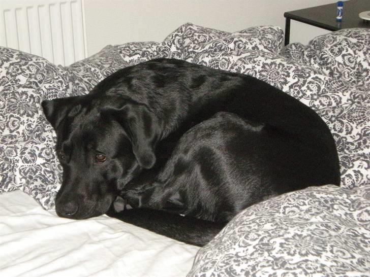 Labrador retriever Luka (ILOVEYOU)<3 - smukke skat billede 15