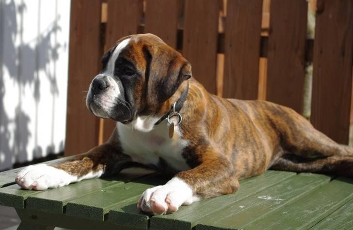 Boxer Schwartzbox Ficca billede 1