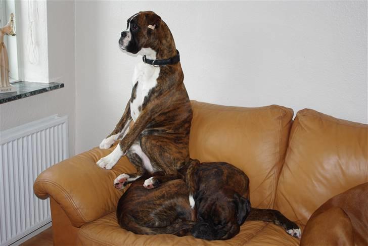 Boxer Schwartzbox Ficca - Ficca holder øje med, hvad der sker ude på vejen billede 4