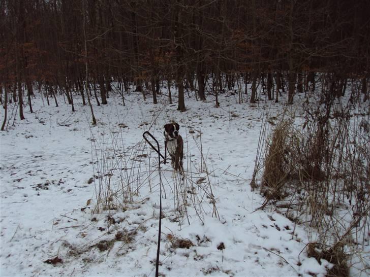 Boxer Schwartzbox Ficca billede 5