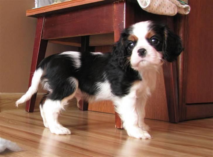 Cavalier king charles spaniel Hubert billede 2
