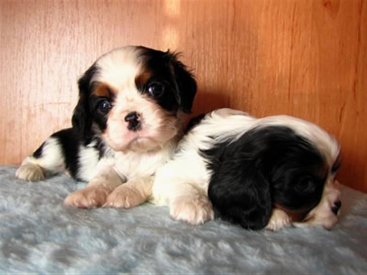 Cavalier king charles spaniel Hubert billede 4