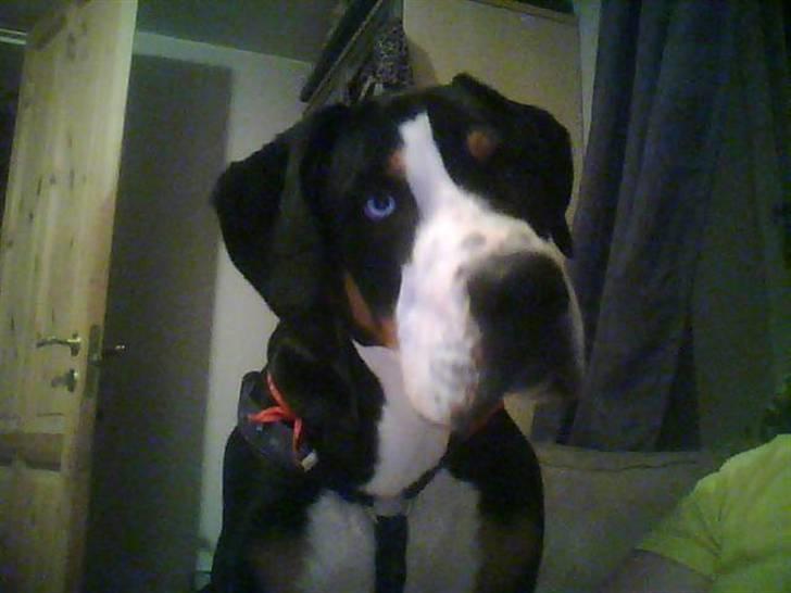 Grosser schweizer sennenhund Geske billede 3