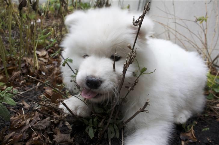 Samojedhund Motor billede 1