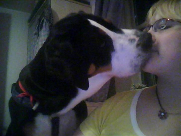 Grosser schweizer sennenhund Geske billede 4