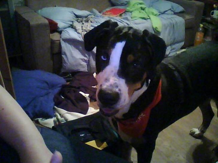 Grosser schweizer sennenhund Geske billede 5