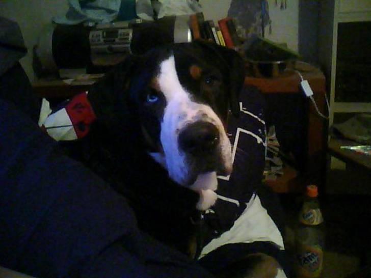 Grosser schweizer sennenhund Geske billede 2