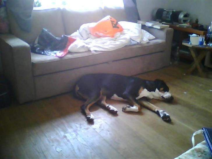 Grosser schweizer sennenhund Geske billede 6