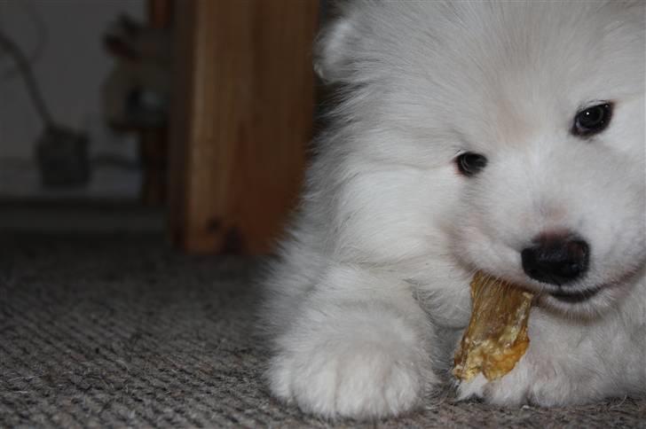 Samojedhund Motor billede 2